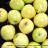 Green Apples