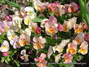 Flower carpet