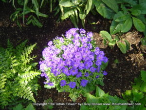 Garden flowers