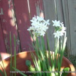 Potted flowers