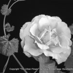 Silver rose vine
