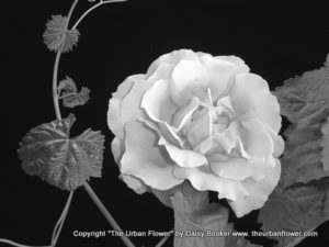 Silver rose vine
