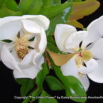 Two magnolias