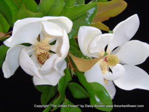 Two magnolias