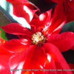 Poinsettia