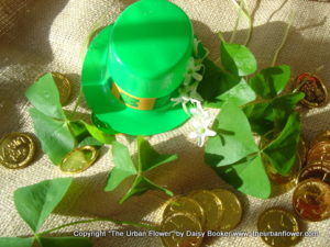 Shamrocks 2