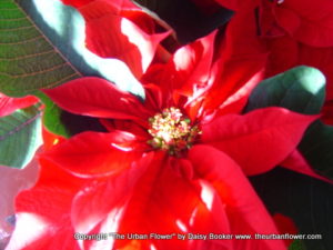 Poinsettia