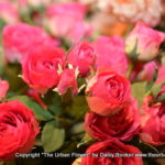 Love of roses