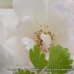 White roses 1