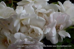 White roses 10