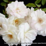 White roses 11