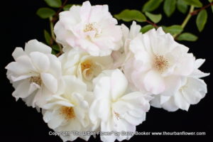 White roses 11