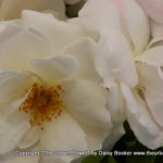 White roses 12