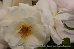 White roses 12