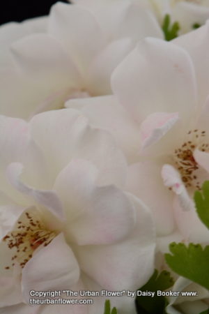 White roses 2
