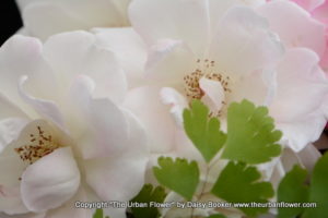 White roses 3