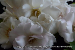 White roses 4