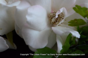 White roses 5