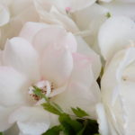 White roses 7