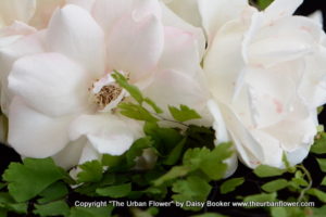 White roses 9