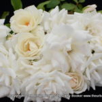 White roses 13