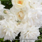 White roses 16