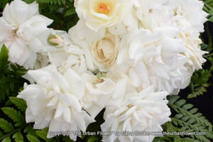 White roses 16