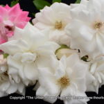White roses 37