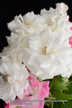 White roses 40