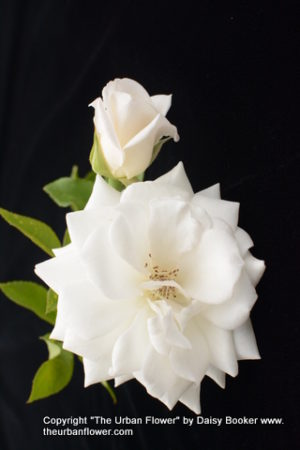 White roses 41