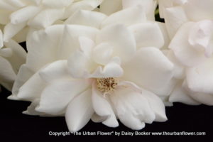 White roses 43