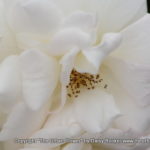 White roses 46