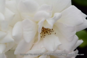 White roses 46