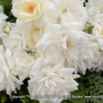 White roses 15