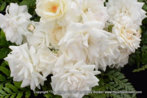 White roses 15