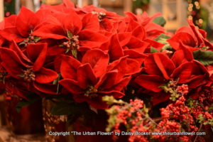 Holiday flowers